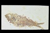 Bargain, Fossil Fish (Knightia) - Wyoming #150406-1